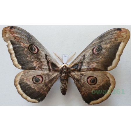 Saturnia pyri (Denis & Schiffermüller, 1775) male Pawica gruszówka ex. ovo Czech 112mm18